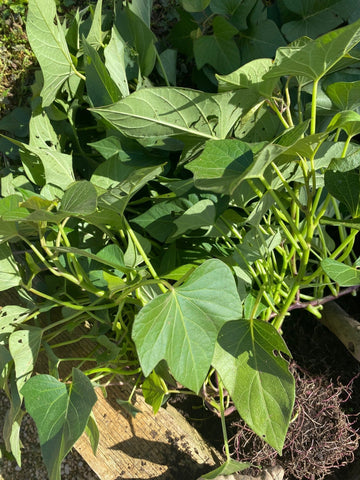 Powered by Nature, Backed by Science